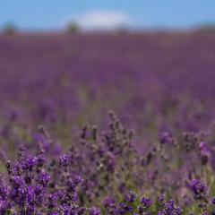 Lavender field